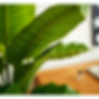 Close-up of the lush leaves of a faux banana plant