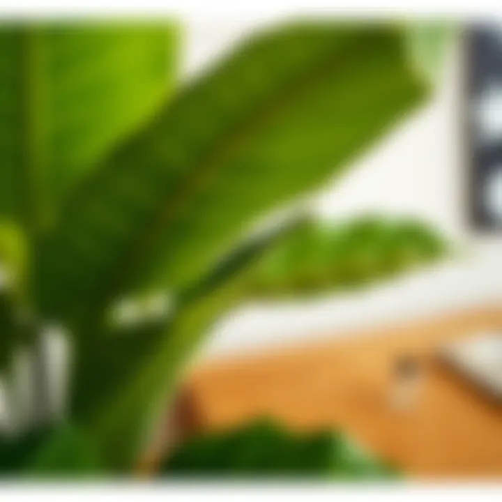 Close-up of the lush leaves of a faux banana plant