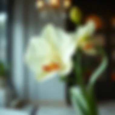 Understanding Flower Types and Their Significance A diverse selection of flower types and their meanings